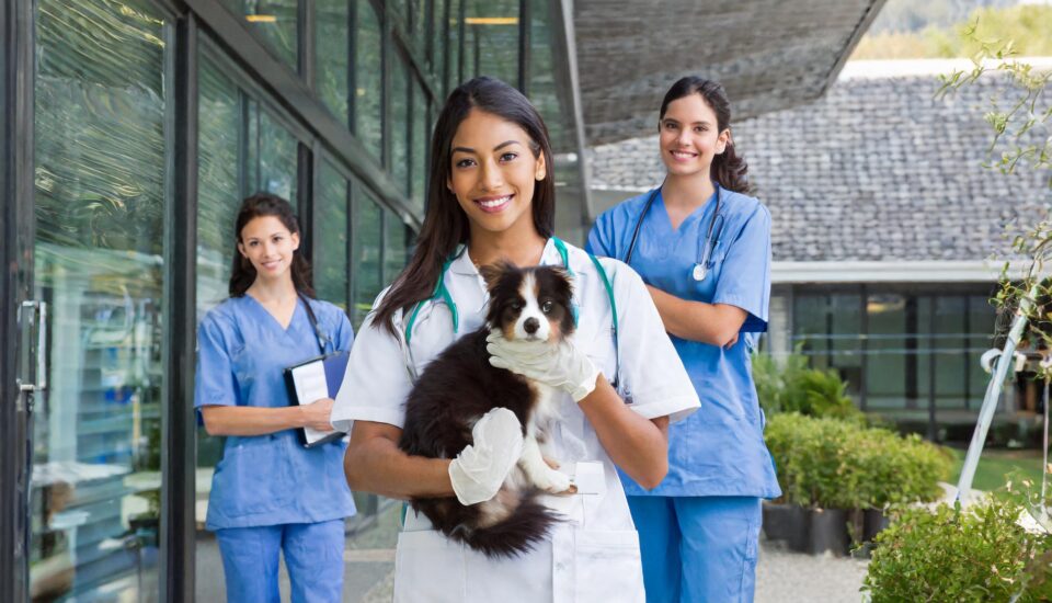 Recruiting diverse veterinarians through Veterinary Recruitment Agency - Pulivarthi Group