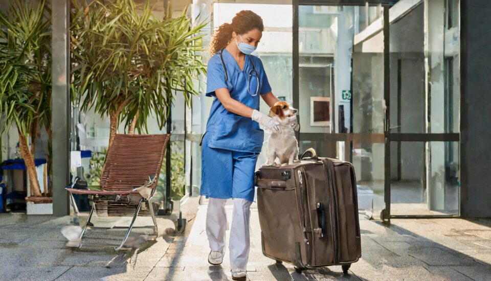 High Veterinary Turnover and Strategies to Retain Vets - Best Veterinary Recruitment Agency USA - Pulivarthi Group
