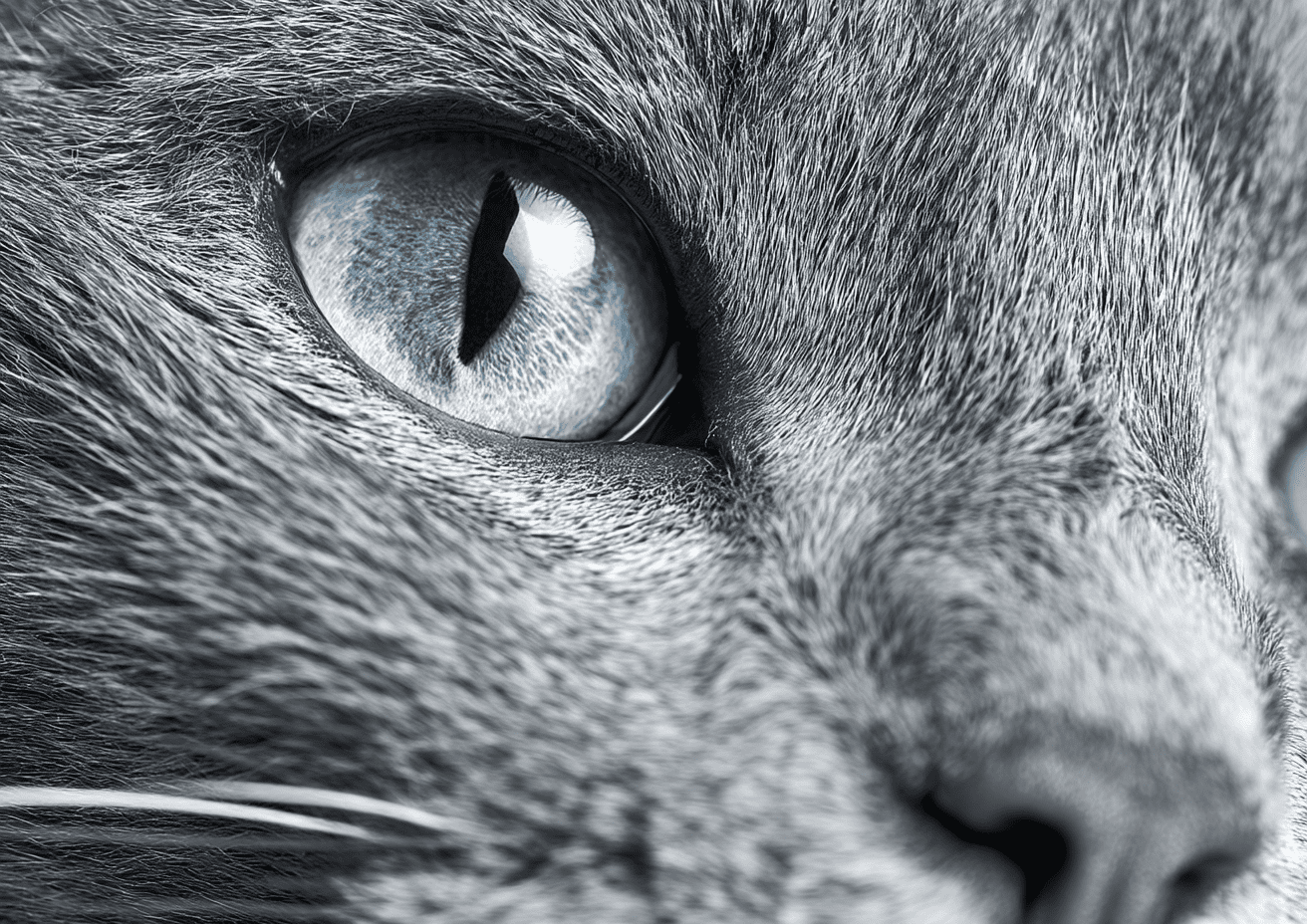 Veterinary medical leadership guiding a clinical team