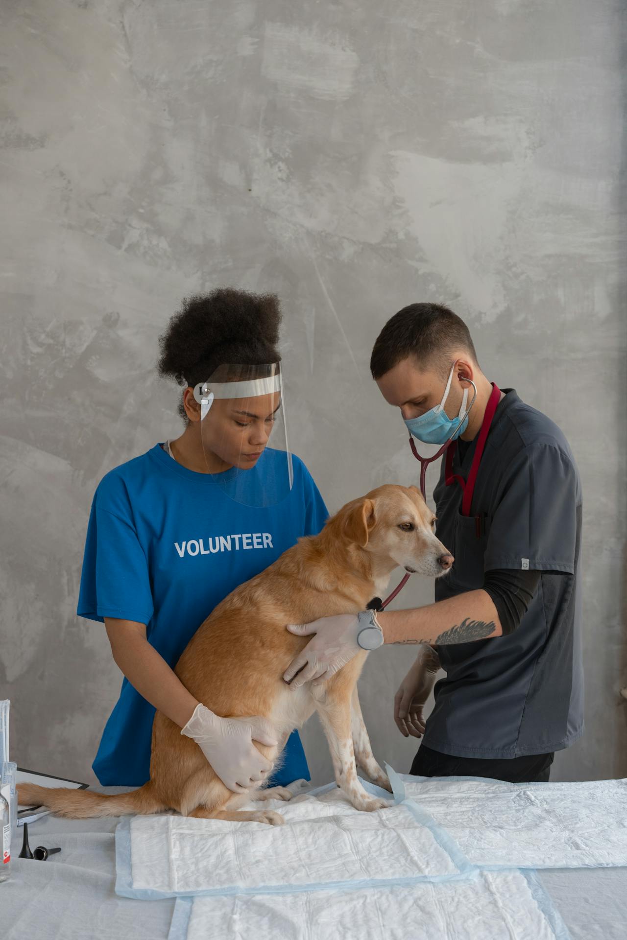 Locum Tenens for Veterinary Hospitals