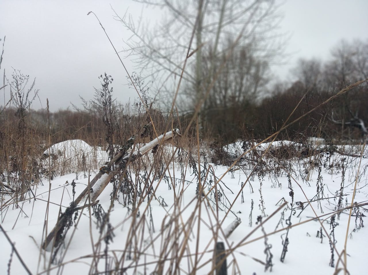 Veterinary Technician Retention and Development