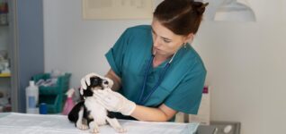 Veterinarian examining a dog during a clinic visit