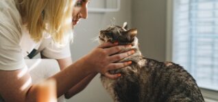 A veterinary team member gently checks a tabby cat, the kind of hands-on care a relief veterinary technician provides on a covered shift.