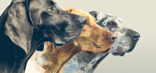 ensuring-safety-with-hazardous-drugs-in-veterinary-practice