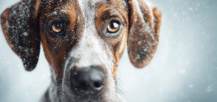 innovations-in-veterinary-healthcare-technology