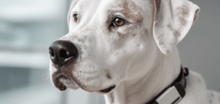 innovative-brainwave-device-for-detecting-canine-epilepsy