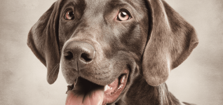 latest-advances-in-veterinary-research-and-animal-care