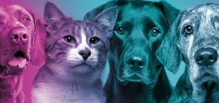 managing-short-bowel-syndrome-in-veterinary-patients