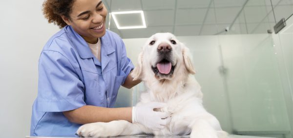 medium-shot-smiley-doctor-checking-dog