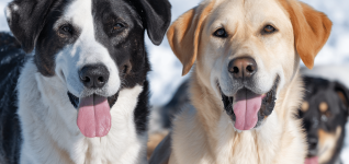 montanas-vital-large-animal-rescue-efforts