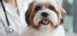 navigating-euthanasia-supporting-clients-and-teams