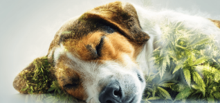 pet-toxicity-claims-rise-what-you-should-know