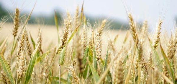 Close-up of a wheat field under a bright summer sky, perfect for agriculture and landscape themes.