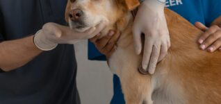 A veterinarian team examines a dog in clinic setting.
