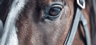 texas-am-surgeons-tackle-massive-renal-tumor-in-horse