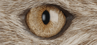 the-fun-in-fundus-enhancing-veterinary-diagnostics