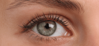 uncommon-canine-condition-case-study-of-melting-face