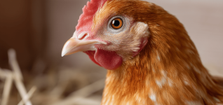 understanding-avian-influenza-in-poultry-key-insights