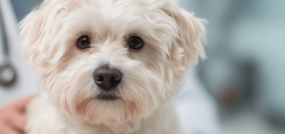 understanding-diaphragmatic-hernias-in-dogs