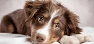 understanding-dog-opioid-overdose-and-naloxone-use