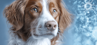 understanding-fda-pathways-for-animal-drug-marketing