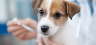 understanding-methemoglobinemia-in-dogs-with-zinc-toxicosis