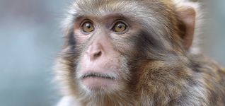 veterinary-care-and-conservation-for-monkeys